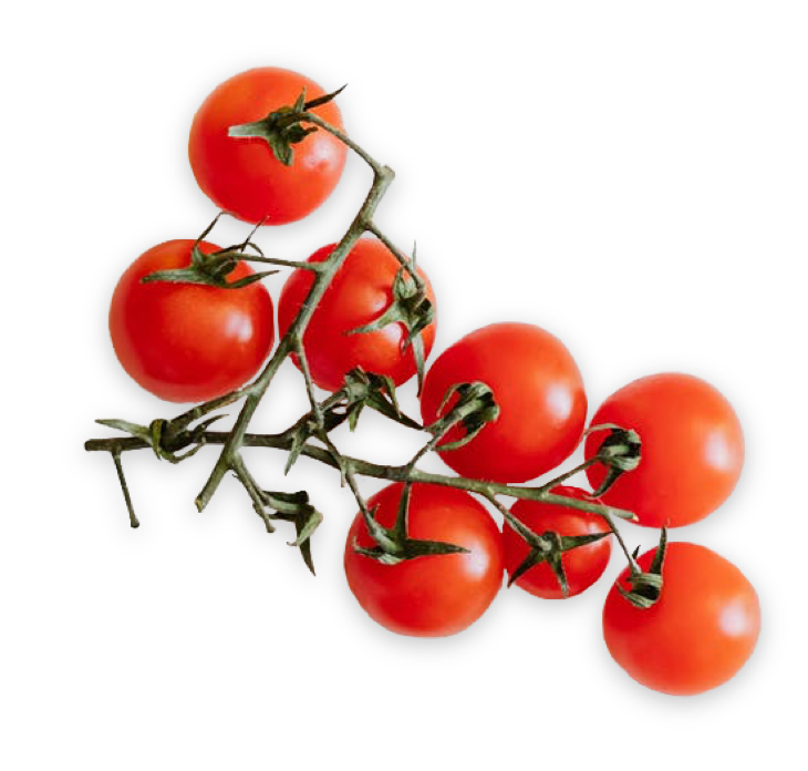 A cluster of small red tomatoes on the vine against a white background.