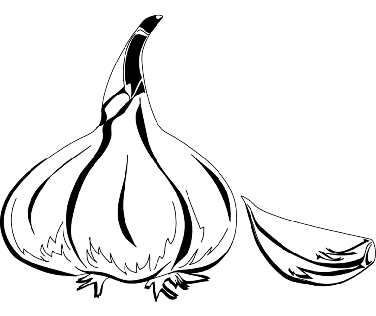Illustration of a whole garlic bulb and a single garlic clove.