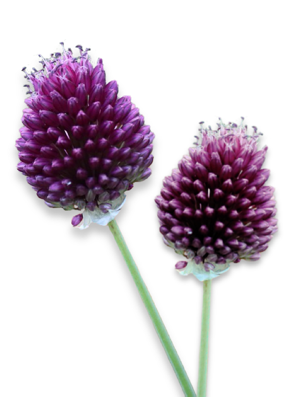 Two purple allium flowers with green stems against a white background.